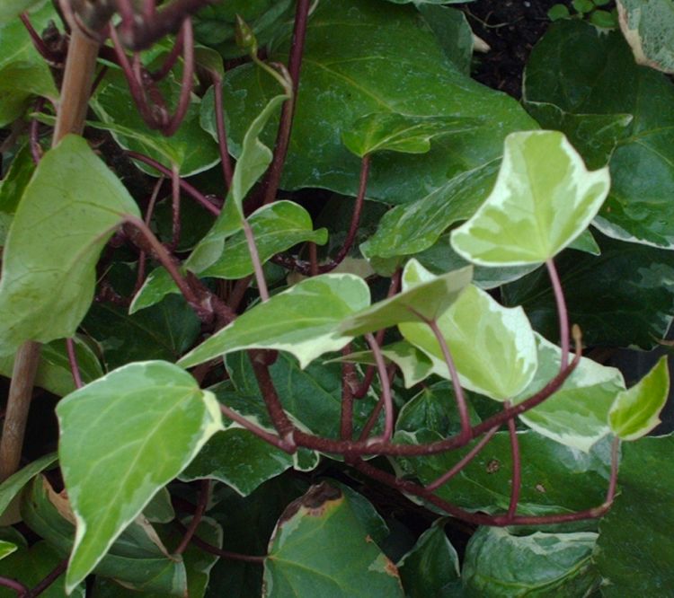 evergreen vine,