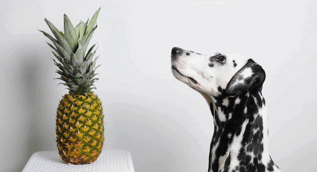 Can Dogs Eat Pineapple? Are Pineapple Safe For Dogs