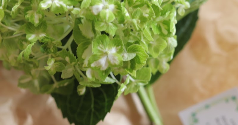 紫陽花 スモークツリー そしてアリウム 霞色のロンドンにて 花と緑を楽しむ日々