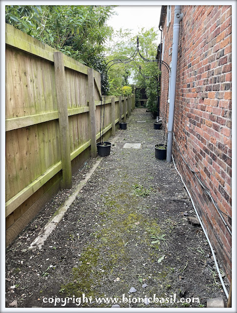 The BBHQ Midweek News Round-Up ©BionicBasil® The Veggie Garden Makeover - Before