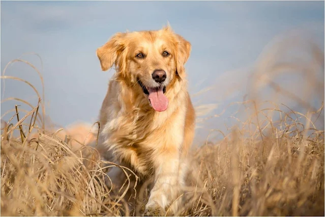 Golden Retriever Köpek Irkı Nedir? Hakkında Bilmeniz Gerekenler