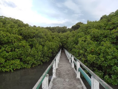Mangrove Trail Pantai Bama