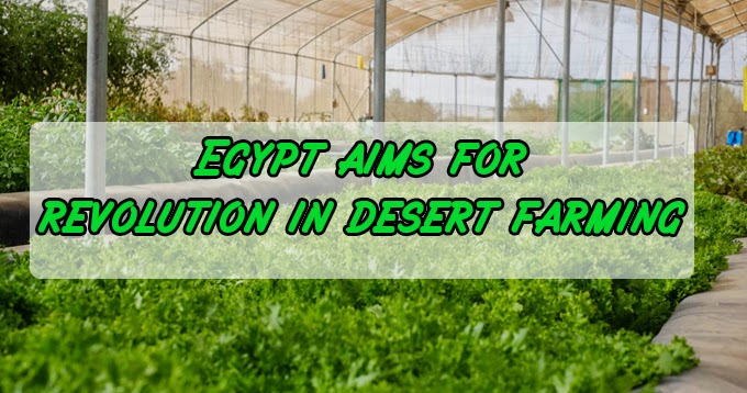 Garden and Farms: Egypt aims for revolution in desert farming