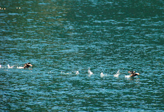 Puffins Birds Taking Flight Kenai Peninsula Alaska