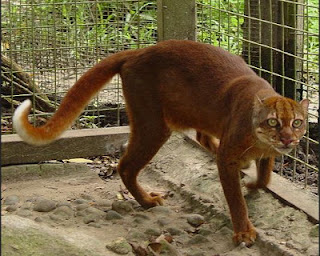 gambar kucing merah langka