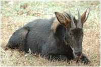 Kambing Hutan Sumatera