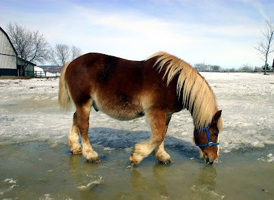 Paisaje congelado con nieve y caballo pony bebiendo agua