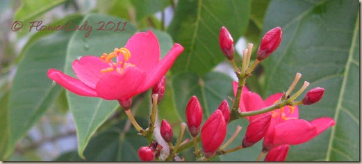 06-11-spicy-jatropha
