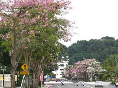 Flower Tree Penang Pisa