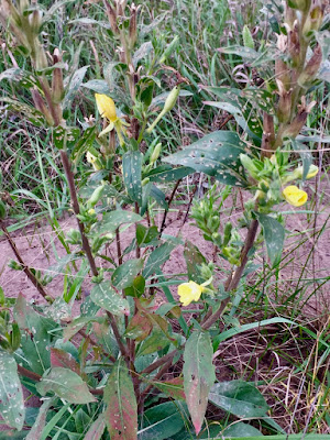 late blooming common evening primrose