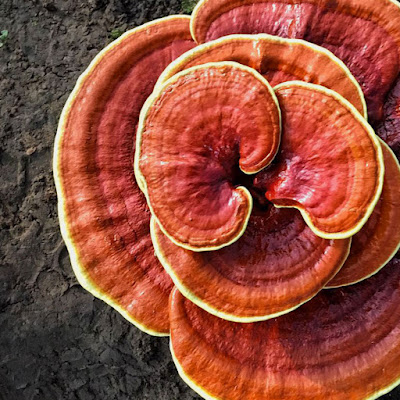 Ganoderma Mushroom Pure Culture Supplier Company in Ecuador