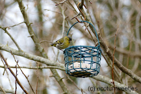 Vetbollen maken voor vogels, met of zonder frituurvet, vogels voeren