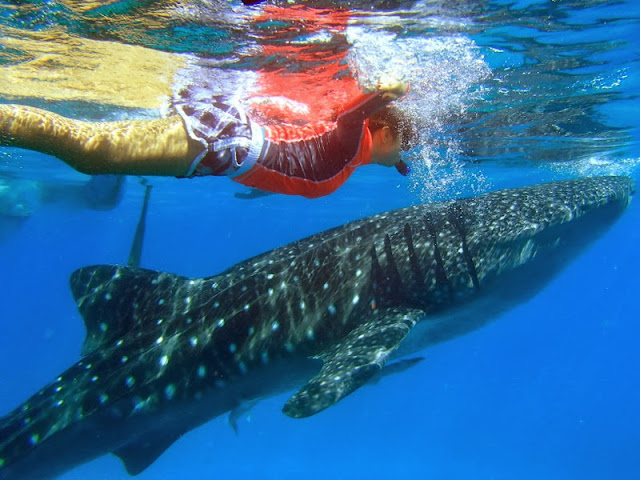 Whale Shark Encounter, Oslob, Cebu