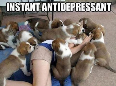 Instant Antidepressant. Girl in a pile of cute puppies.