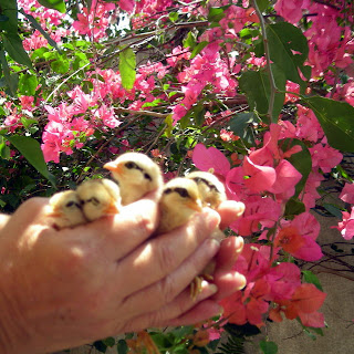 bantam chicks, La Ceiba, Honduras