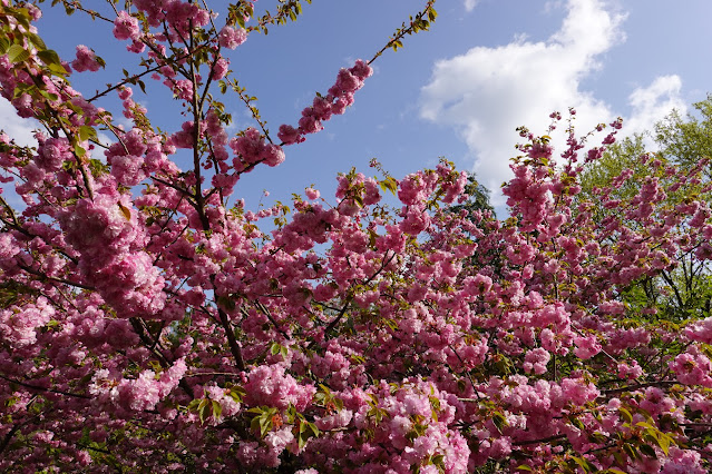 鳥取県西伯郡伯耆町小林 マウンテンストリームきしもと ヤエザクラ（八重桜）