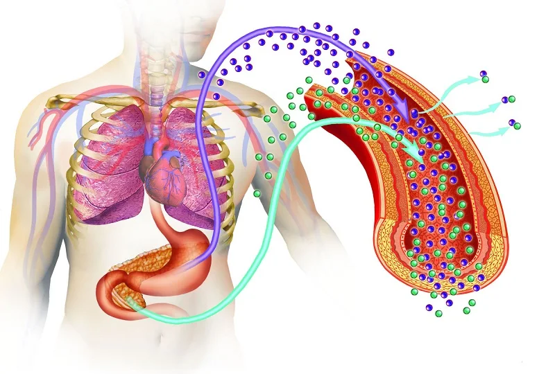 Tudo Que você Precisa Saber Sobre os Efeitos da Insulina no Corpo