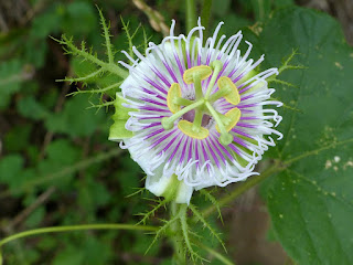 Passiflora foetida - Passiflore fétide -  Passiflore poc-poc