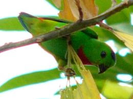 Blue-crowned Hanging Parrot