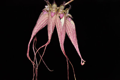 Bulbophyllum ornatissimum care and culture