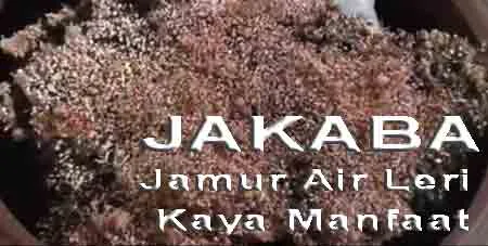 Jakaba - Jamur Unik On Search Engine Viewpoint