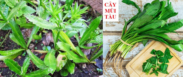 Tự Chữa Bệnh Bằng Cây Thuốc Nam - CÂY MÙI TÀU