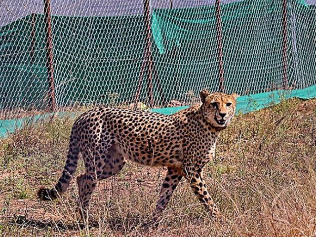 cheetah in Kuno