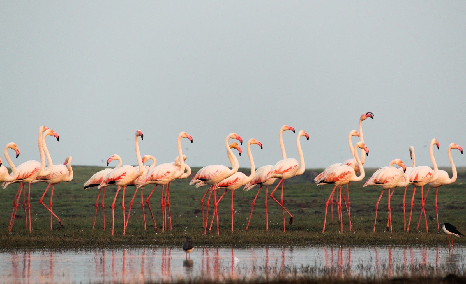 Flamingos at Bhigwan