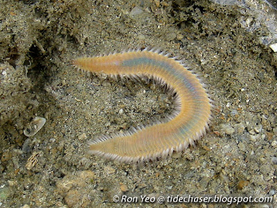 fireworm, Eurythoe complanata