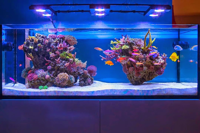 florida keys aquarium design