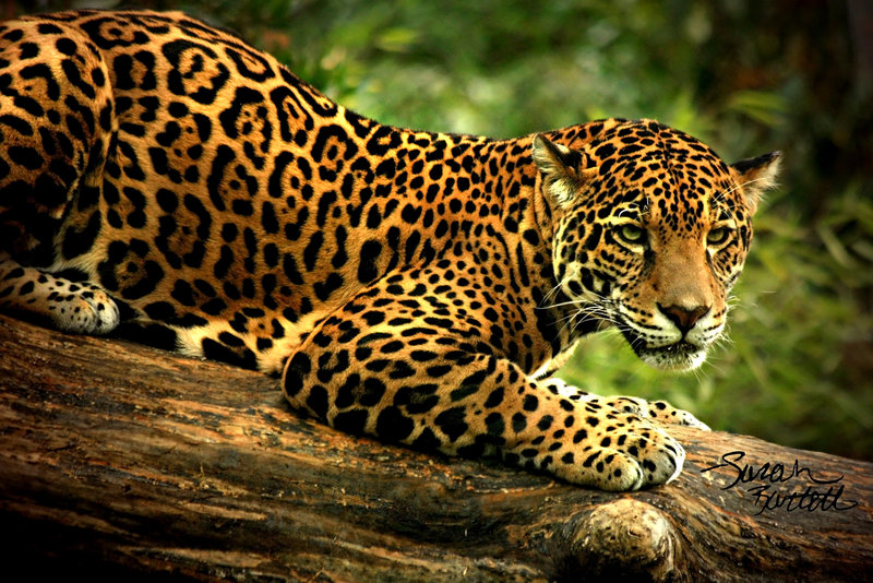 Fowler Ramp Up Research Project: Hadassah Latson Jaguar Endangered ...