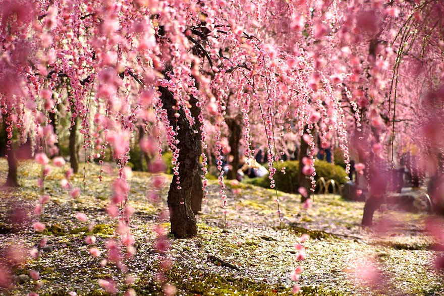 Beautiful Japanese Cherry Blossom 
