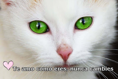 Imágenes de gatitos tiernos con frases y textos bonitos