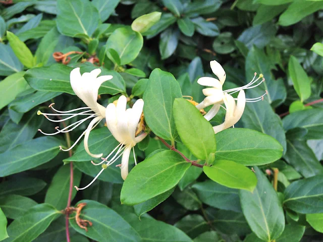 Dicas e cuidados sobre a Madressilva Lonicera Japonica