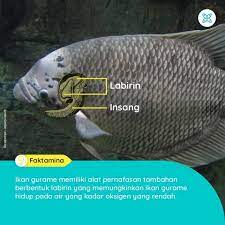 Pernapasan ikan