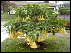 Brugmansia