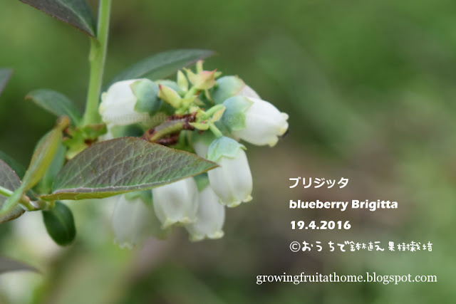 ブルーベリー ブリジッタの花 blueberry Brigitta flowering