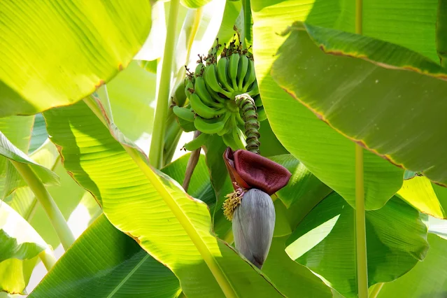 Cara supaya pisang berbuah dari tengah batang