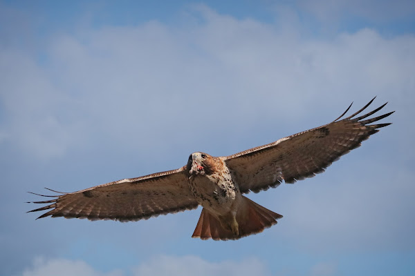 Amelia flies over us with her snack.