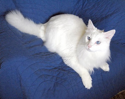 Turkish Angora are one of the ancient