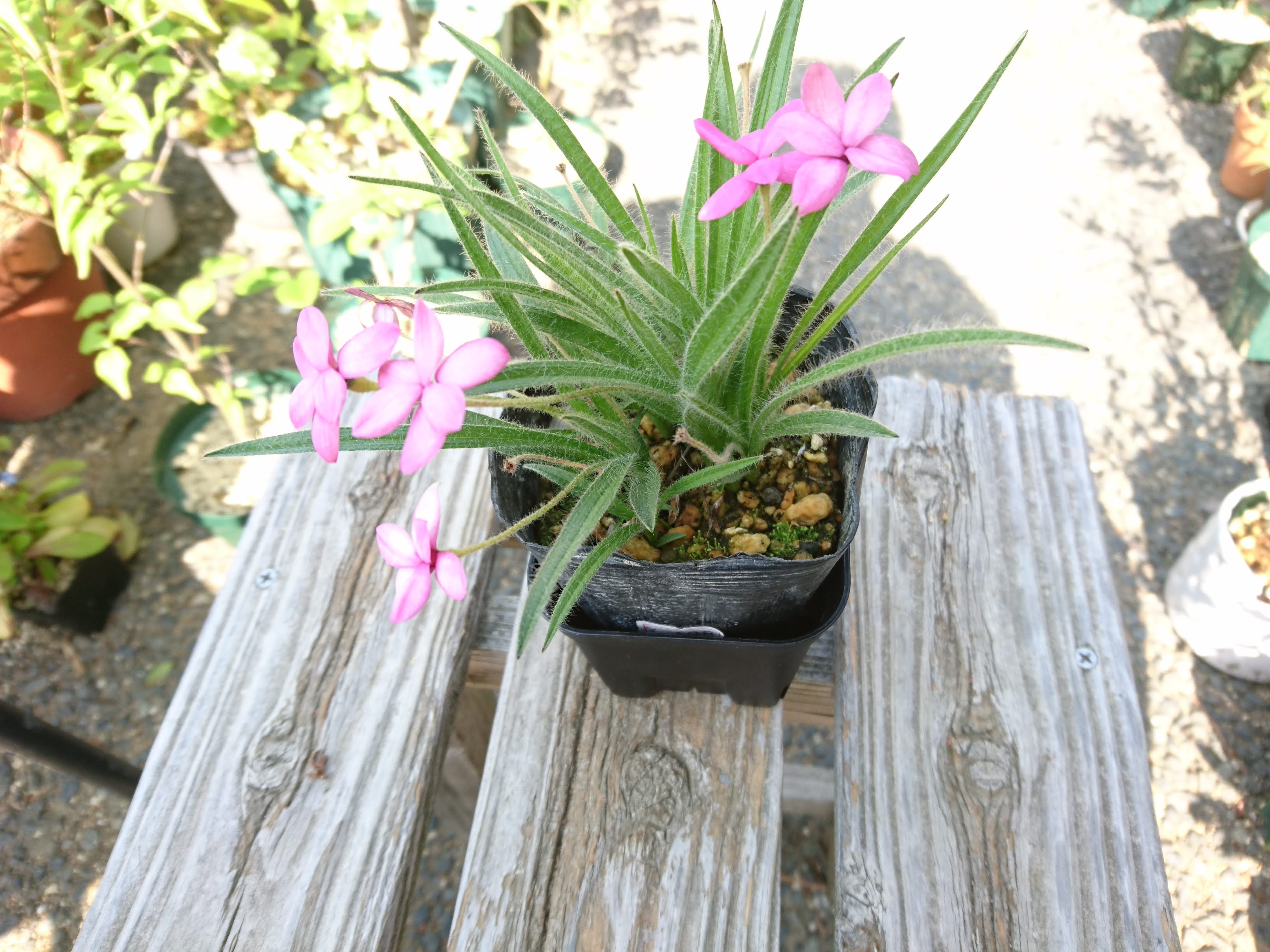 アッツザクラの育て方 小さな鉢植えで春に可愛らしい花を楽しむ メダカの大工