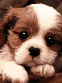 chinbrujaMar.gif
