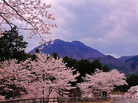 桜満開のグリーン牧場から見えたあの日の水沢山