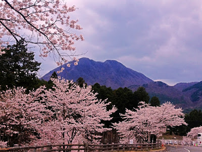 桜満開のグリーン牧場から見えたあの日の水沢山
