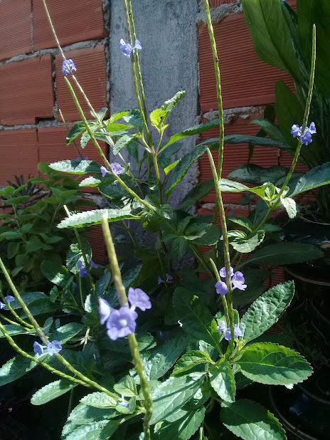 Esse Gervão foi retirado do meio dos matos, e dificilmente ele estaria tão vistoso e grande se ainda estivesse lá.   Mas, bastou dar-lhe melhores condições de cultivo, e ele nem parece mais com uma erva medicinal. Está frondoso e florido como uma planta ornamental!   