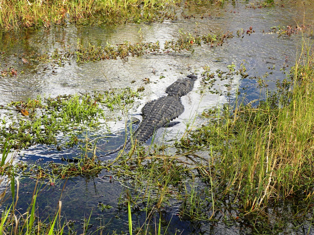 Royal Palm Everglades