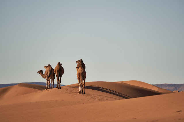 facts-about-sahara-desert-world-facts-atoz-facts