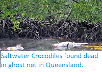 http://Saltwater Crocodiles found dead in ghost net in Queensland.