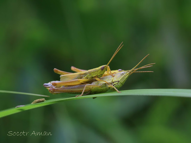 Mongolotettix japonicus