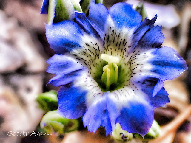 Gentiana zollingeri